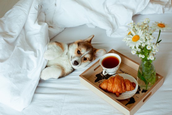 Breakfast Included + Pet Stay for Free